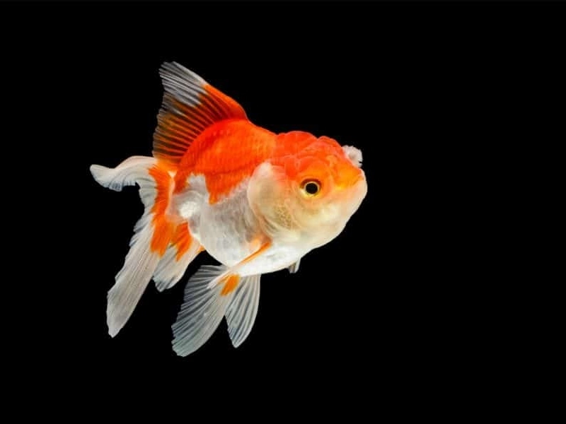 5 Interesting Goldfish FactsUpNutrition